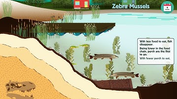Impacts of Zebra Mussels