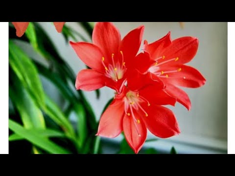 Video: Киртантус лилиялары жөнүндө маалымат: Киртантус лилияларын үйдө жана сыртта кантип өстүрүү керек