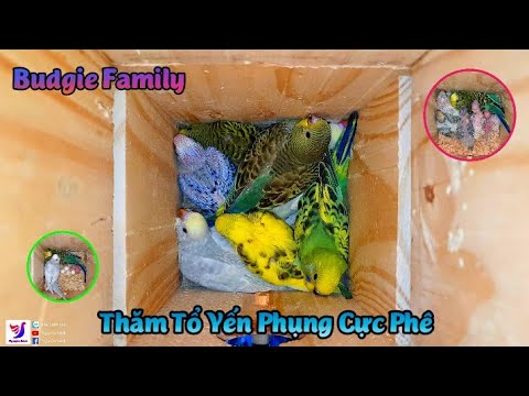 Video: Budgerigar. Sinh sản và chăm sóc