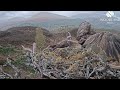 Aida the loch arkaig osprey gets a fish from her boyfriend garry lv0 30 apr 2024