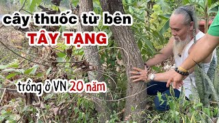 Cây thỉnh từ TÂY TẠNG cách đây 20 NĂM.