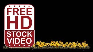 Free Stock Videos – sun flowers and meadow on black background 2D animation