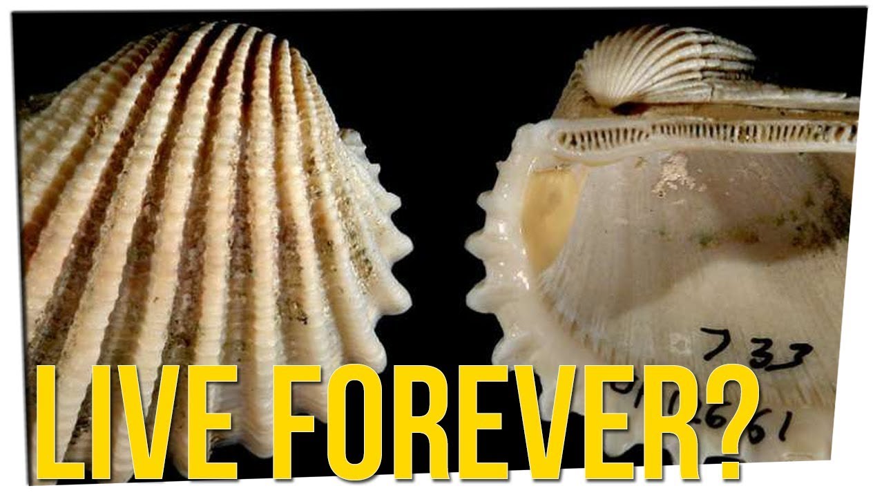 live forever tabs Evolution Favors the Lazy?! ft. Silent Mike & Gina Darling