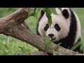 Baow Baow's Behavior and Training