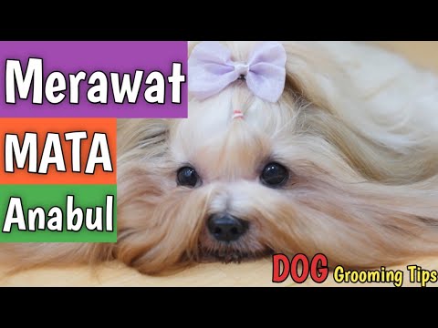 Video: Overdosis Glukosamin pada Anjing