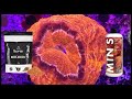 Fauna marin mins  polyp lab reef roids best coral food for all kinds of corals