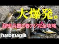 【爆釣カゴ釣り】秘密兵器で春アジ独り占め！！