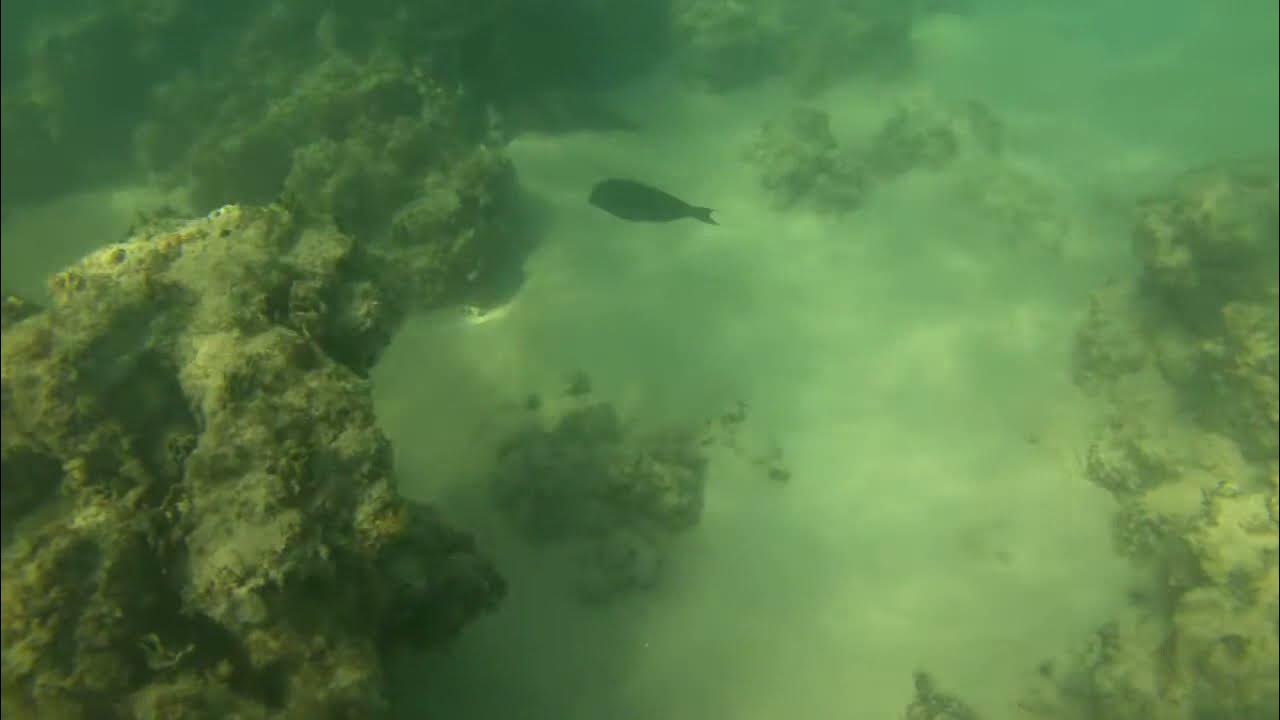 2020 Dec. Oahu Lanikai Beach Snorkeling School of fish YouTube