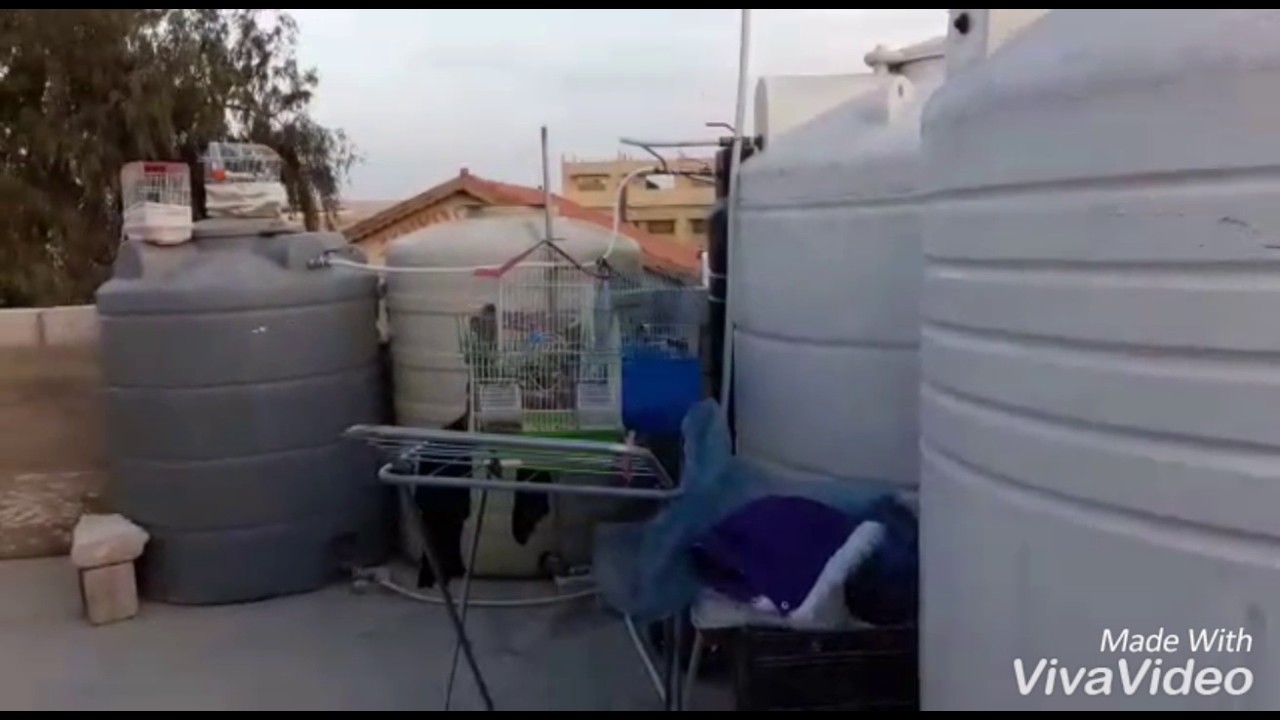 حسون صيد من أيادي شامية