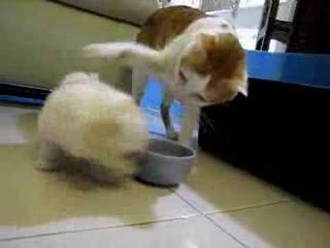 Video till Katten vill äta, hunden vill leka