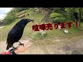 [ 喧嘩を売ったものの一人では戦えないカラスのリキ]