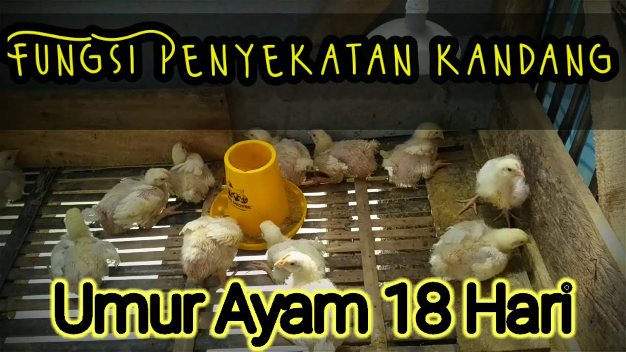 Ternak Ayam Broiler Rumahan - Hari Ke-18 
