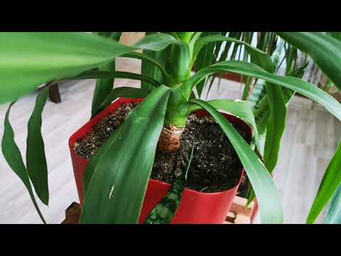 Video: Saksı Yucca Bitkileri - Yucca Houseplant Bakımı Nasıl Yapılır