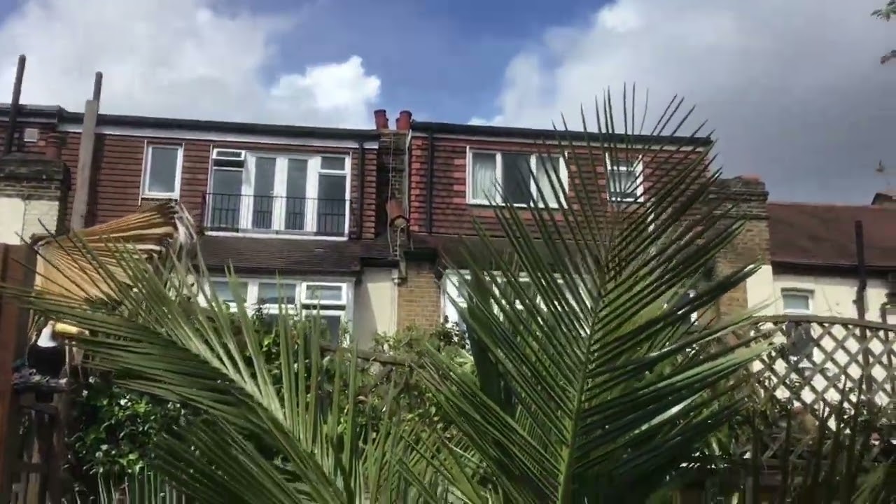 Palm tree garden in my London home Spring 2023 update