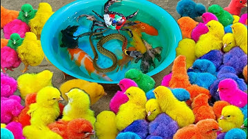 Bắt gà dễ thương, gà cầu vồng, cá cảnh đẹp, cá vàng, cá koi, cá phát sáng, cá thần tiên