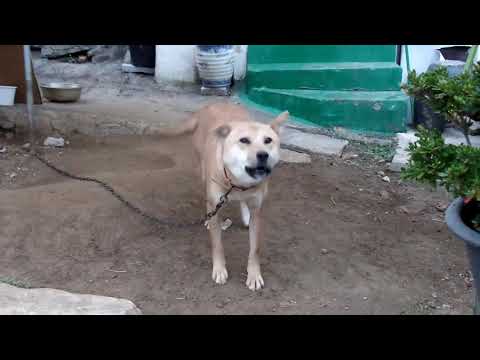 길가던중에 만난 꼬리치는 귀여운 진돗개와 만남......I met a <strong>cute</strong> Jindo Dog on the street....Jeonju <strong>city</strong>( 全州市.전주 ).. KOREA
