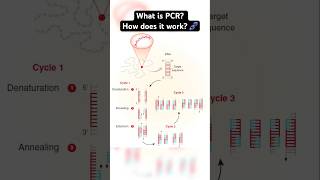 What is Polymerase chain reaction (PCR)? How does it work? 🧬