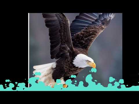 سێ شت لەژیانتا گۆڕان کاری پی دێت گەر هەڵۆ یان باز بینی لە خەوندا