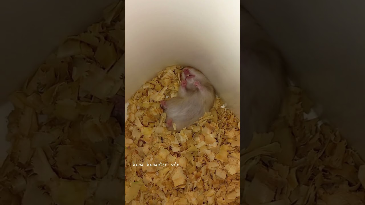 si olen enak banget boboknya 