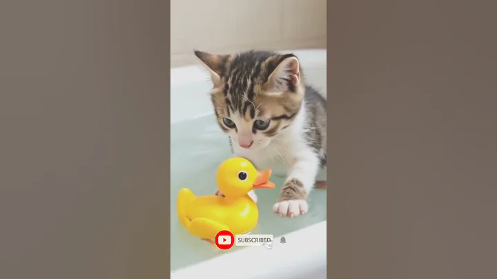 Watch the video about Oh...🐤🐈💓Toy duck to kitten#cat#cats#shorts#lovecats#kitten