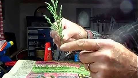 Making conifer trees for your layout