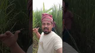 নেপিয়ার ঘাসের চারা লাগলে যোগাযোগ করবেন #reels #bird #cow