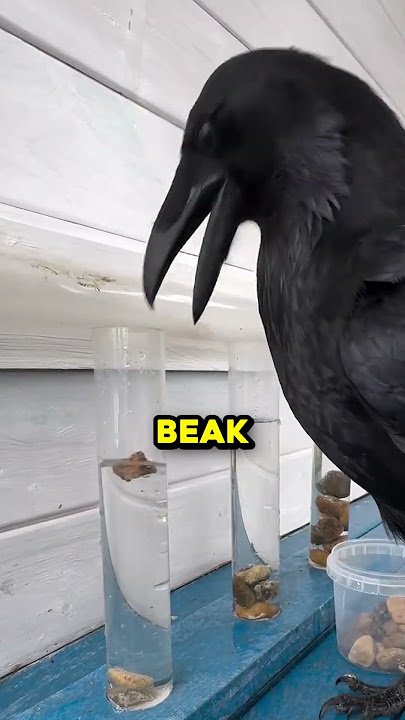This bird is a genius! 🤯 (@voron_gosha_tv)