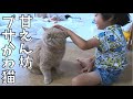 モフモフされたい猫【エキゾチックショートヘア】