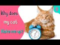 Why does my cat WAKE ME at 3am? | Furry Feline Facts