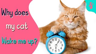 Why does my cat WAKE ME at 3am? | Furry Feline Facts