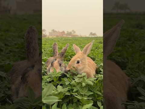 جعل الصباح لكدنا ولسعيتا 🐇🌿🤍