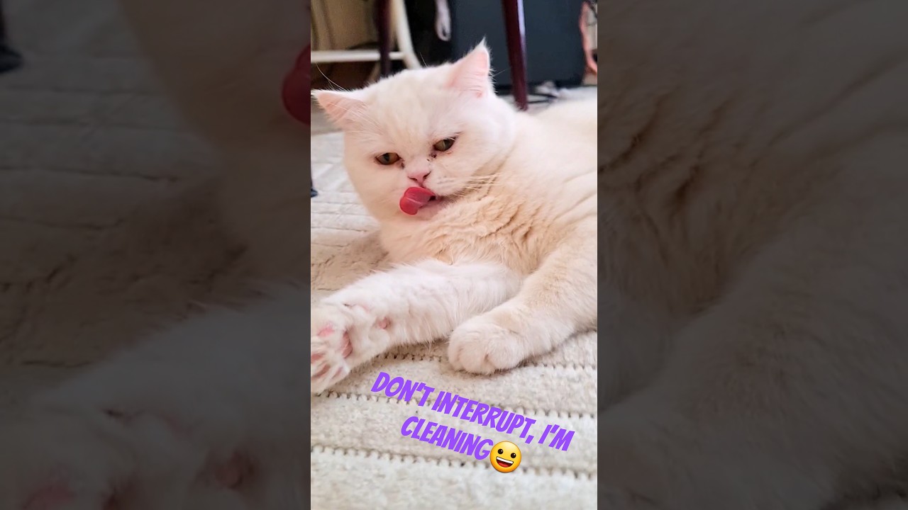 🌻🌻 Daily cat routine🐾