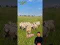 أغنام السيفولك Shorts YouTubeShorts Viral FYP Trending Sheepandgoats Homesheephome Bigsheep 