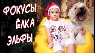НОВОГОДНИЕ ФОКУСЫ / СОБАКИ - ЭЛЬФЫ / АЛИСА НАРЯЖАЕТ ЕЛКУ КОНФЕТАМИ НОВОГОДНИЕ ФОКУСЫ / СОБАКИ - ЭЛЬФЫ / АЛИСА НАРЯЖАЕТ ЕЛКУ КОНФЕТАМИ