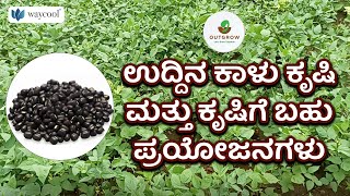 ಉದ್ದಿನ ಕಾಳು ಕೃಷಿ ಮತ್ತು ಕೃಷಿಗೆ ಬಹು ಪ್ರಯೋಜನಗಳು: