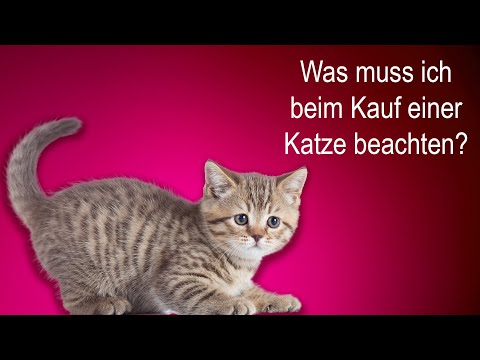 Video: Worauf Sie beim Kauf einer Haustierversicherung achten sollten