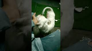 كلب صغير جيرامافون أصحابه تخلوا عنة ؛ تم انضمامة للعائلة ❤? rescue حيواناتأليفة animals shorts