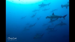 Diving the Galapagos Islands