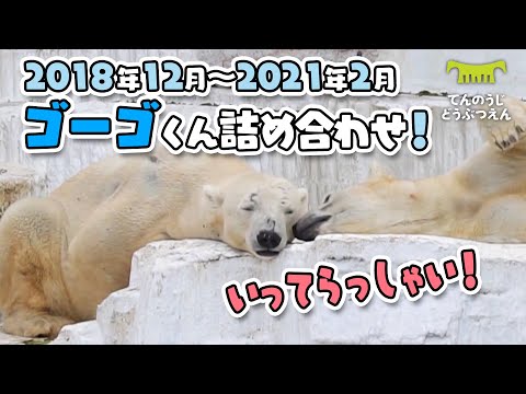 【天王寺動物園】いってらっしゃい！２年間のゴーゴくん詰め合わせ [Tennouji Zoo]  Two-year achievements of Gogo the polar bear