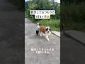 散歩してるつもりが実はされてた☺️      #犬 #セントバーナード #大型犬 #子供 #犬のいる暮らし