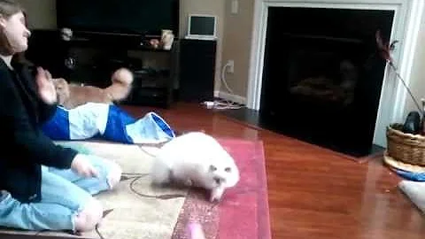 Video 1578691: gardens cattery, kitty jumps, cute kitty