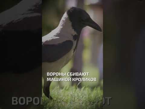Вороны сбивают машиной кроликов  - интересные факты о птицах