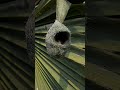 The Most Beautiful Nest Of Weaver Bird Bird Construction 30008#birds #wildlife