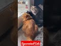 perfectly syncronized cat meowing catting #shorts