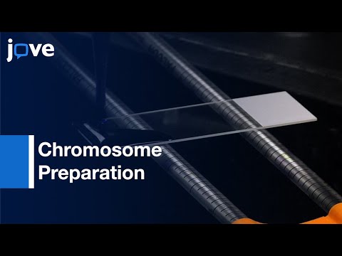 Video: Kaip keičiasi ląstelės chromosomos, kai ji ruošiasi dalytis?
