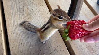Chipmunk's so attached to the strawberry she can't go home.