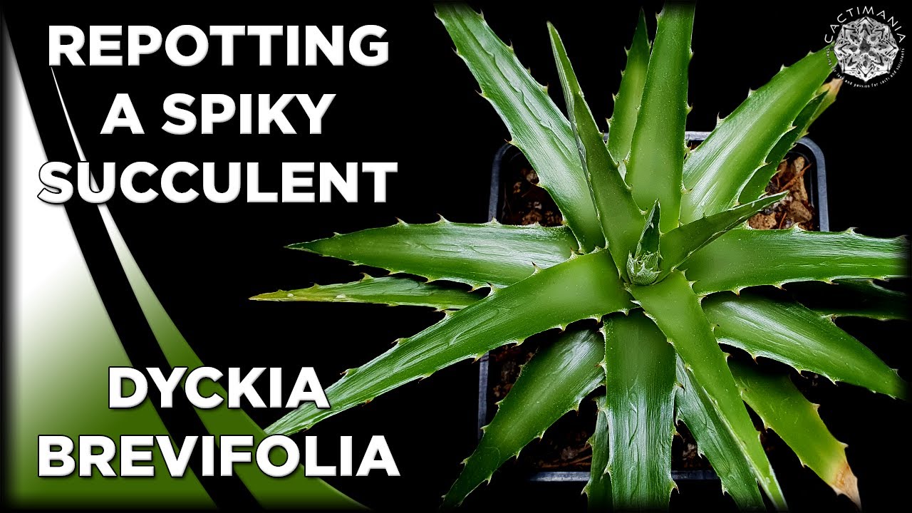 Repotting a Spiky Succulent | Dyckia Brevifolia | #Cactus & #Succulent  Collection
