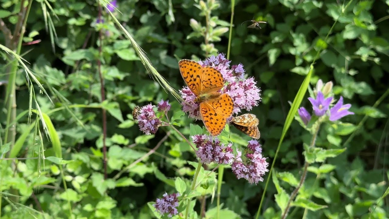 Der wilde Majoran (Oregano) und seine Bewohner – Leben am ökologischen Waldrand, Schmetterlinge...