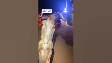 الذيب جانة ذابحة العطش ذيب ذئب برية 