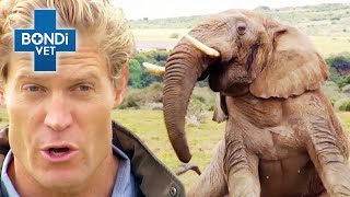 Frisky Elephant Urgently Needs Contraception   | Bondi Vet Clips | Bondi Vet